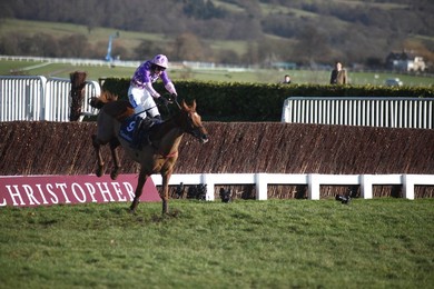 Cheltenham Races