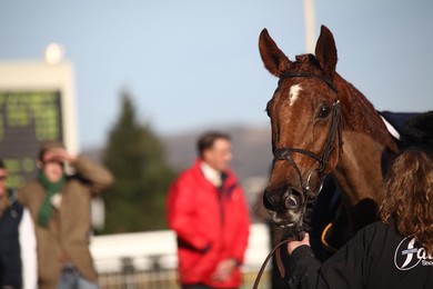 Cheltenham Races