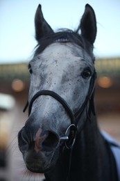 Cheltenham Races