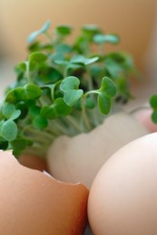 Sinapis Alba, Mustard - Yellow Mustard