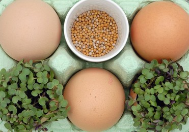 Sinapis Alba, Mustard - Yellow Mustard