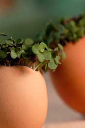 Sinapis Alba, Mustard - Yellow Mustard