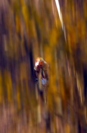 Image 39696066