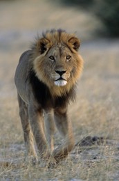 Image 40174870