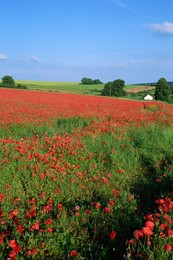 Landscape of a field of red poppies in flower in summer, near Beauvais, Picardie (Picardy), France, Europe