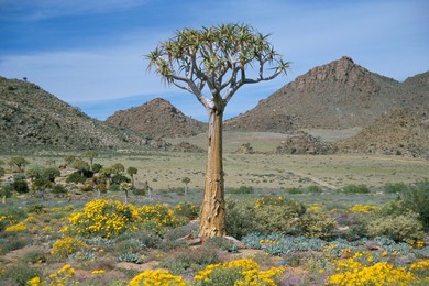 Quiver tree (Aloe dichotoma), Goegap Nature Reserve, Namaqualand, South Africa, Africa