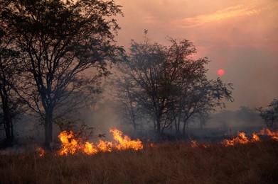 Burning the stubble, wind blown fire at sunset, Uganda, East Africa, Africa