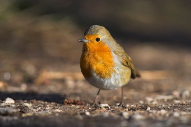 Robin, Erithacus rubecula, on ground at Leighton Moss RSPB nature reserve, Silverdale, Lancashire, England, United Kingdom, Europe
