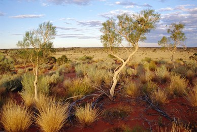 Red Centre landscape near Uluru, Yulara, Northern Territory, Australia