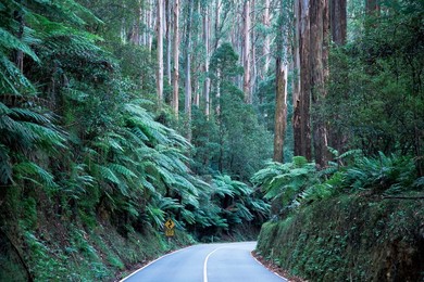 Road and mountain ash forest, Victoria, Australia, Pacific
