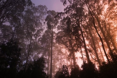 Mountain ash forest and morning fog, Mt. Macedon, Victoria, Australia, Pacific