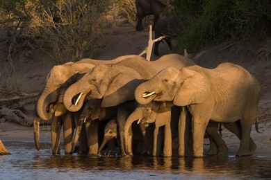 Image 40297345