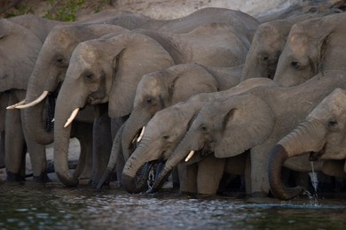 Image 40297346