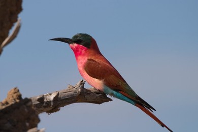 Image 40297348