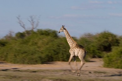 Image 40297349