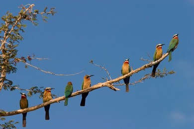 Image 40297351