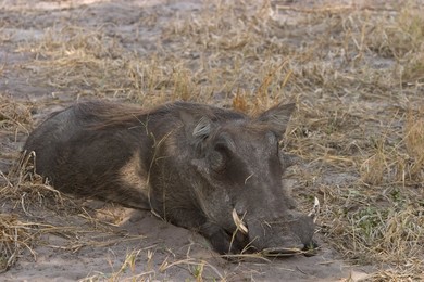 Image 40297360