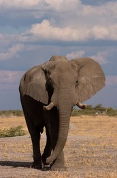 Image 40297361