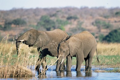 Image 40297362