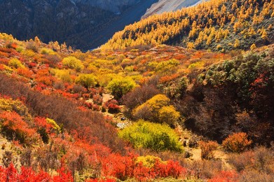 Autumn colours, Yading Nature Reserve, Sichuan Province, China, Asia
