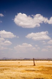 Typical landscape with termite mounds, Lower Omo Valley, Ethiopia, Africa