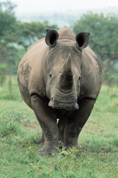 White rhinoceros (rhino), Ceratotherium simum, Mkuze Nature Reserve, KwaZulu-Natal, South Africa, Africa