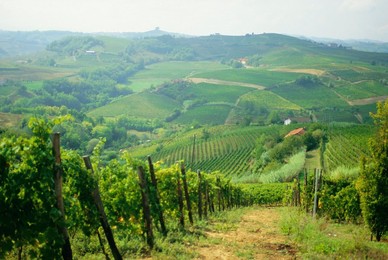 Typical landscape of vines in the Colli Piacentini, Piacenza, Emilia Romagna, Italy, Europe