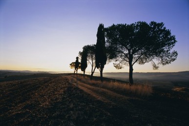 Landscape with cypress trees and parasol pines, Province of Siena, Tuscany, Italy, Europe