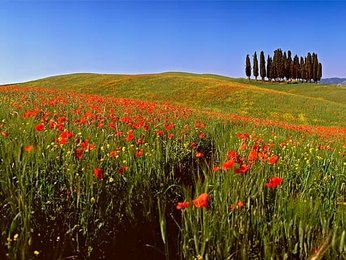 Poppy, landscape in the Crete Senesi, Tuscany, Italy, Europe