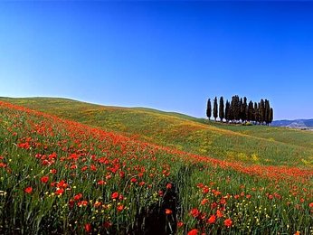 Poppy landscape in the Crete Senesi, Tuscany, Italy, Europe