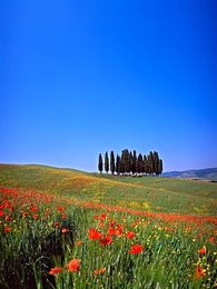 Poppy, landscape in the Crete Senesi, Tuscany, Italy, Europe