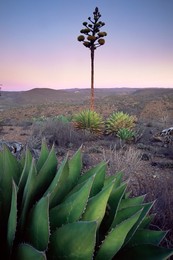 Landscape and century plant, Baja, Mexico, North America