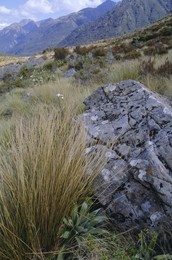 Dobson Nature Walk, Arthur's Pass, Canterbury, South Island, New Zealand, Pacific