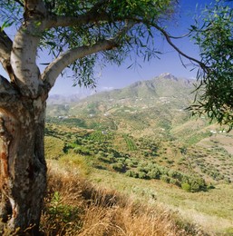 Landscape near Frigliana, Andalucia (Andalusia), Spain, Europe