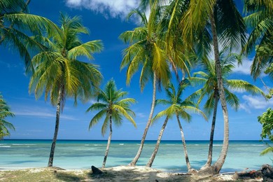 Tropical landscape of palm trees with sea in the background at Pigeon Point on the island of Tobago, Caribbean