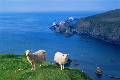 Sheep, Hermaness Nature Reserve, Hermaness, Unst, Shetland Islands, Scotland, United Kingdom, Europe