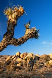 Landscape, Joshua Tree National Park, California, United States of America, North America