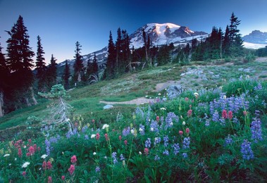 Landscape with wild flowers, Mount Rainier National Park, Washington state, United States of America, North America