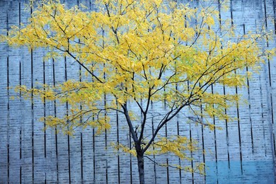 Image 40468238
