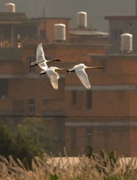 Image 44732417