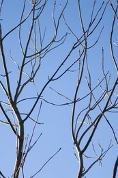 Fraxinus exelsior, Ash