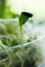 Helianthus annus, Sunflower