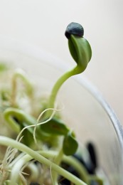 Helianthus annus, Sunflower