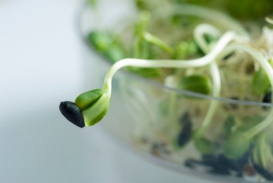 Helianthus annus, Sunflower