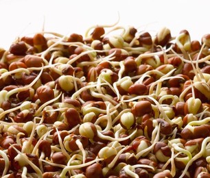 Vigna unguiculata, Cow pea