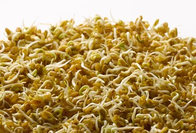 Trigonella foenum-graecum, Fenugreek