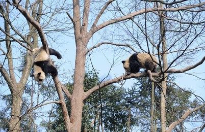 Image 51040078