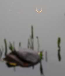 Image 51304911