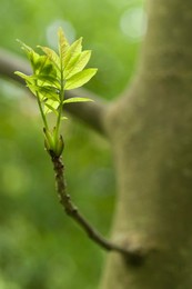 Fraxinus exelsior, Ash