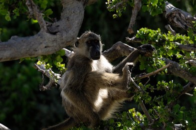 Image 70016158
